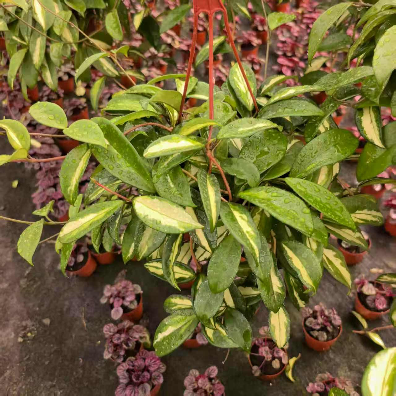 Хойя карноса 160 Пинк Болл Орхидея 16 30