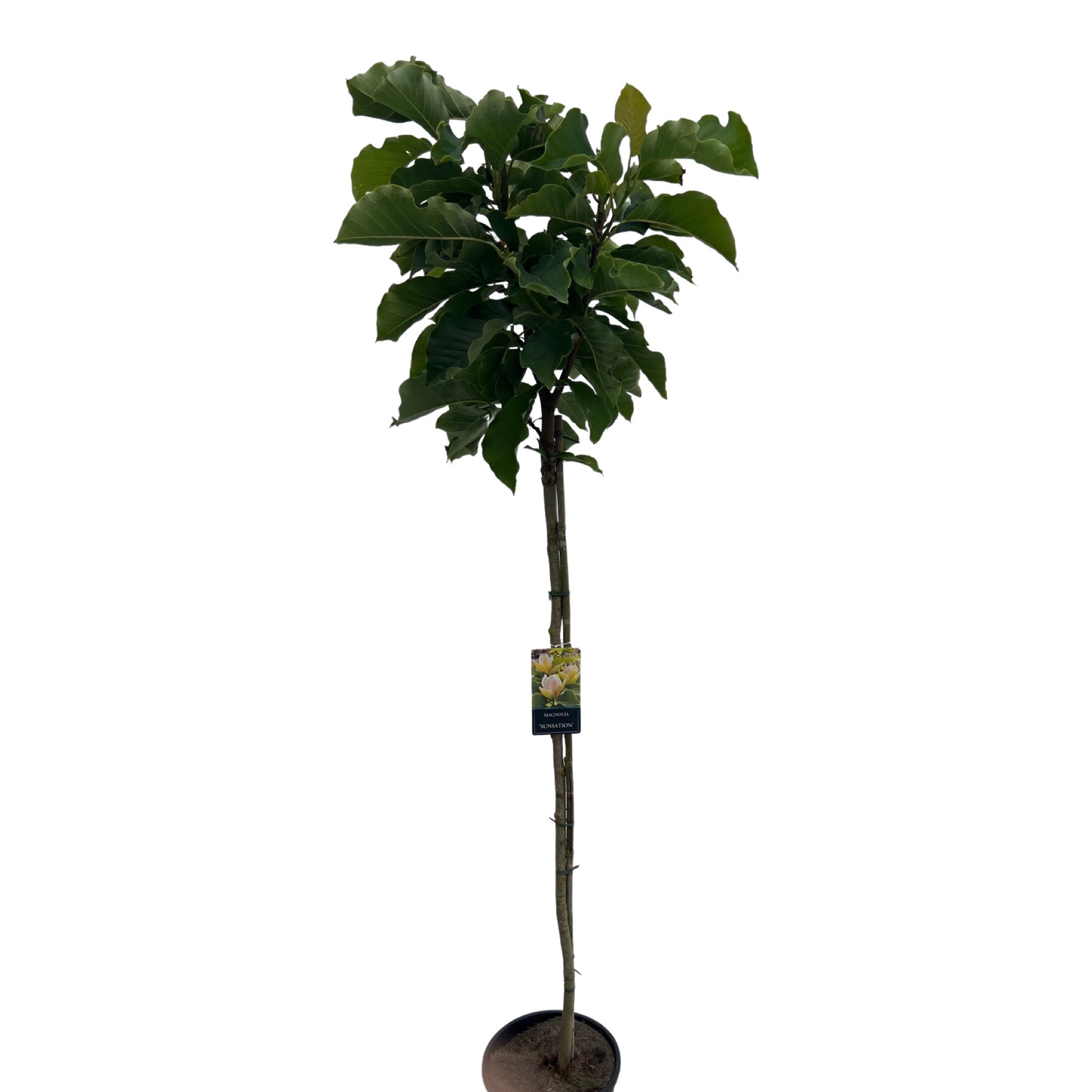 Magnolia 'Sunsation'® Stam 180cm, D 32 cm Magnolia 'Sunsation'® Stam 180cm, D 32 cm
