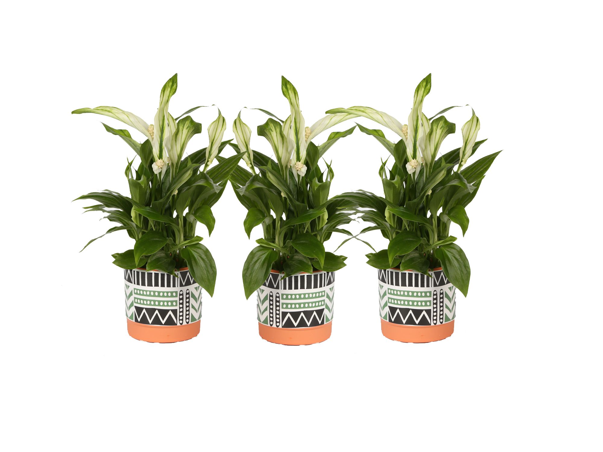 KP-824.2 - Spathiphyllum 7 in trendy black white green terra pot, D 7 cm KP-824.2 - Spathiphyllum 7 in trendy black white green terra pot, D 7 cm