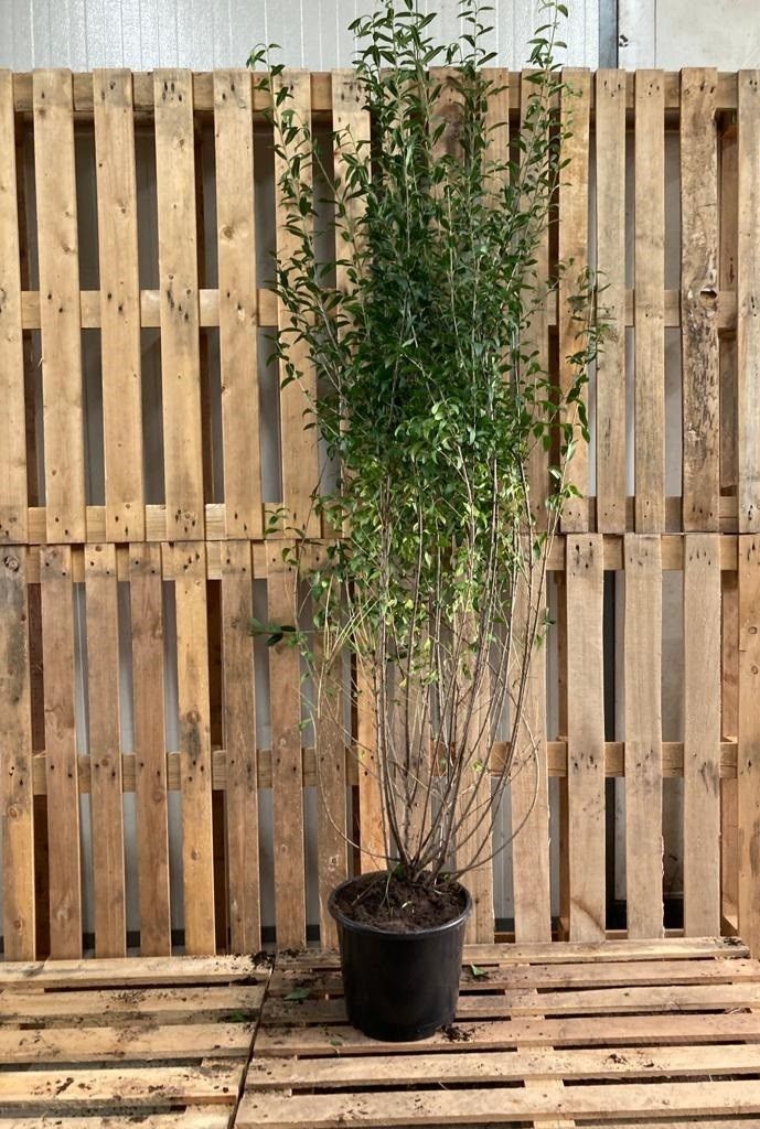 Ligustrum vulgare atrovirens, D 24