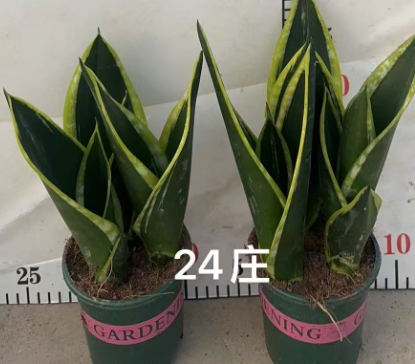 Сансевиерия 0.25 галлон Пот Кинг Орхидея 12 28