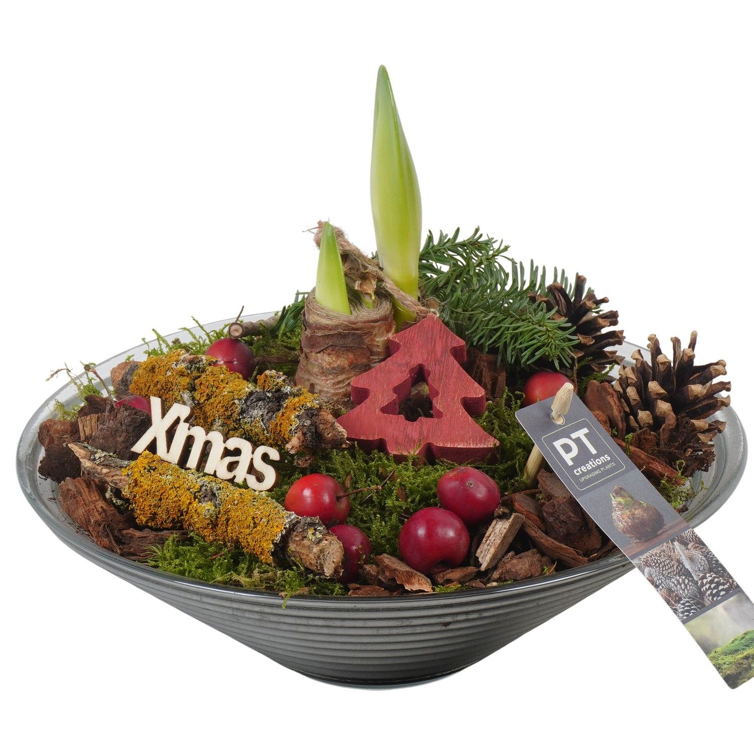 PTACH5942 Arrangement Amaryllis Christmas in glas schaal, D 26 cm