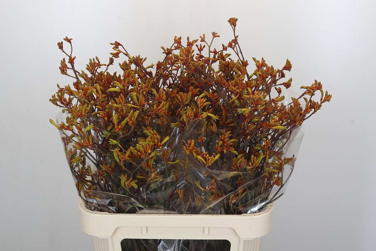 Анигозантус Баш Сансет 80, шт.