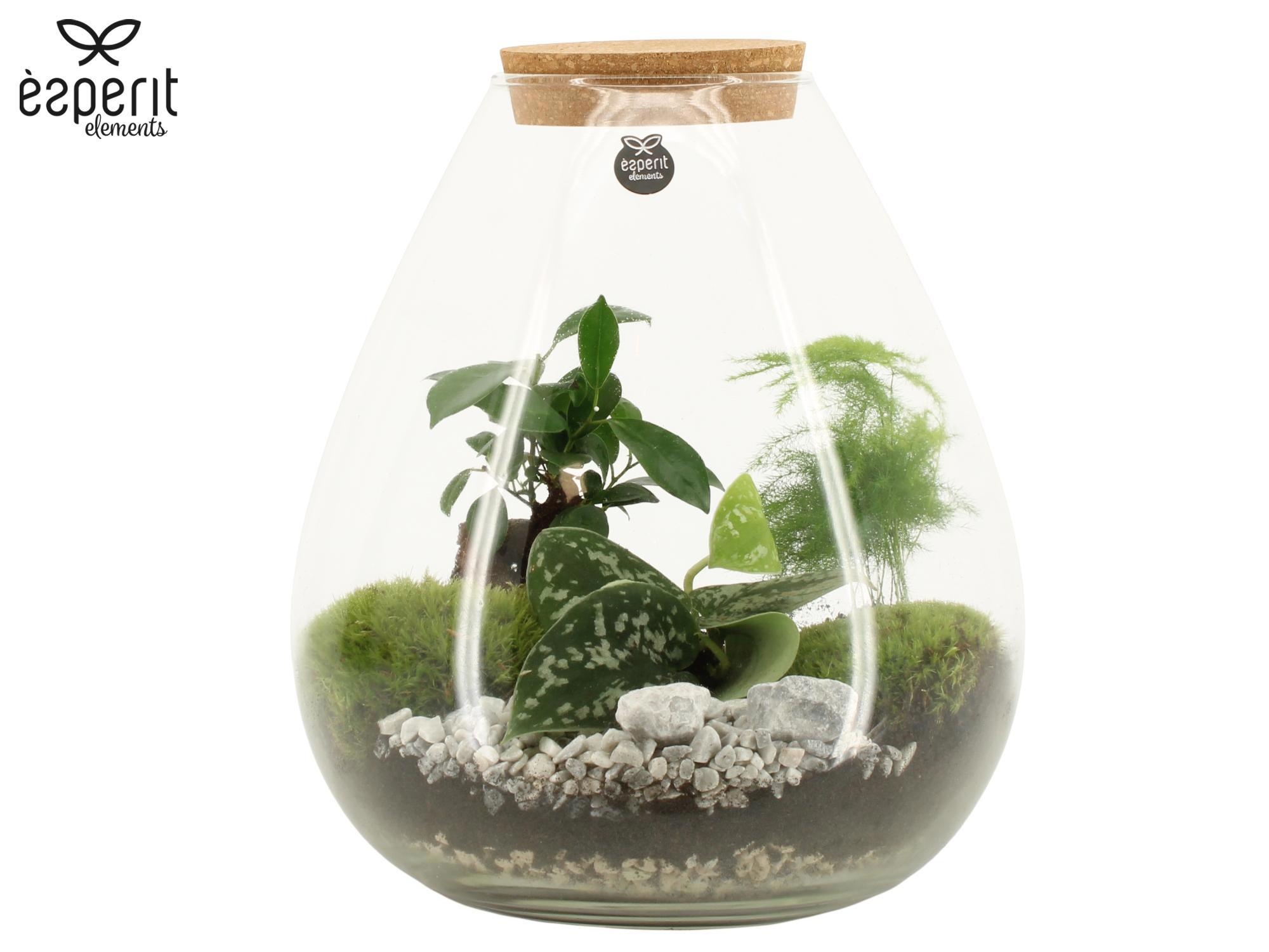 90811: Terrarium arrangement, D 26