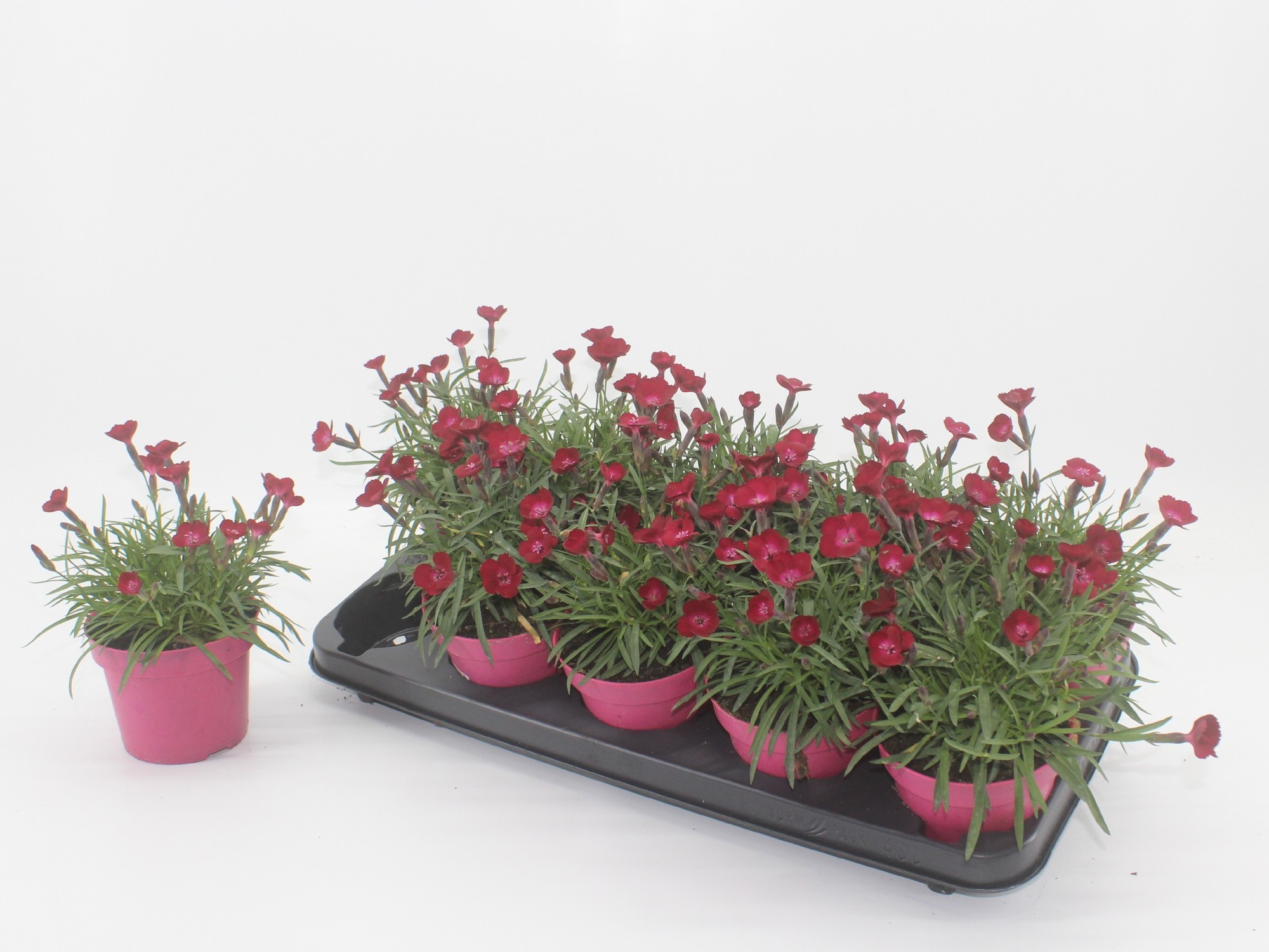 Dianthus Red Flash, D 12