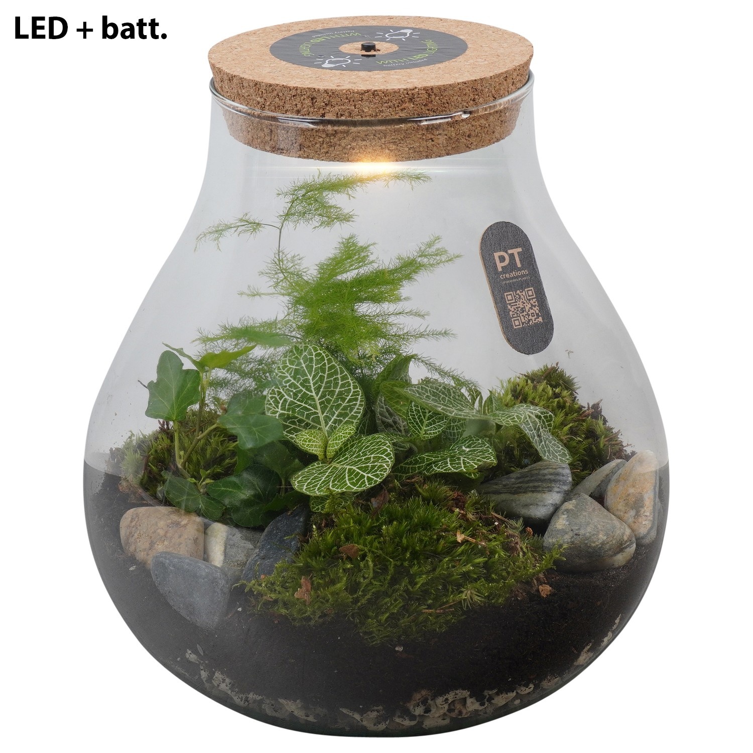 PTTER8114 Arrangement terrarium in glazen terrarium, D 23