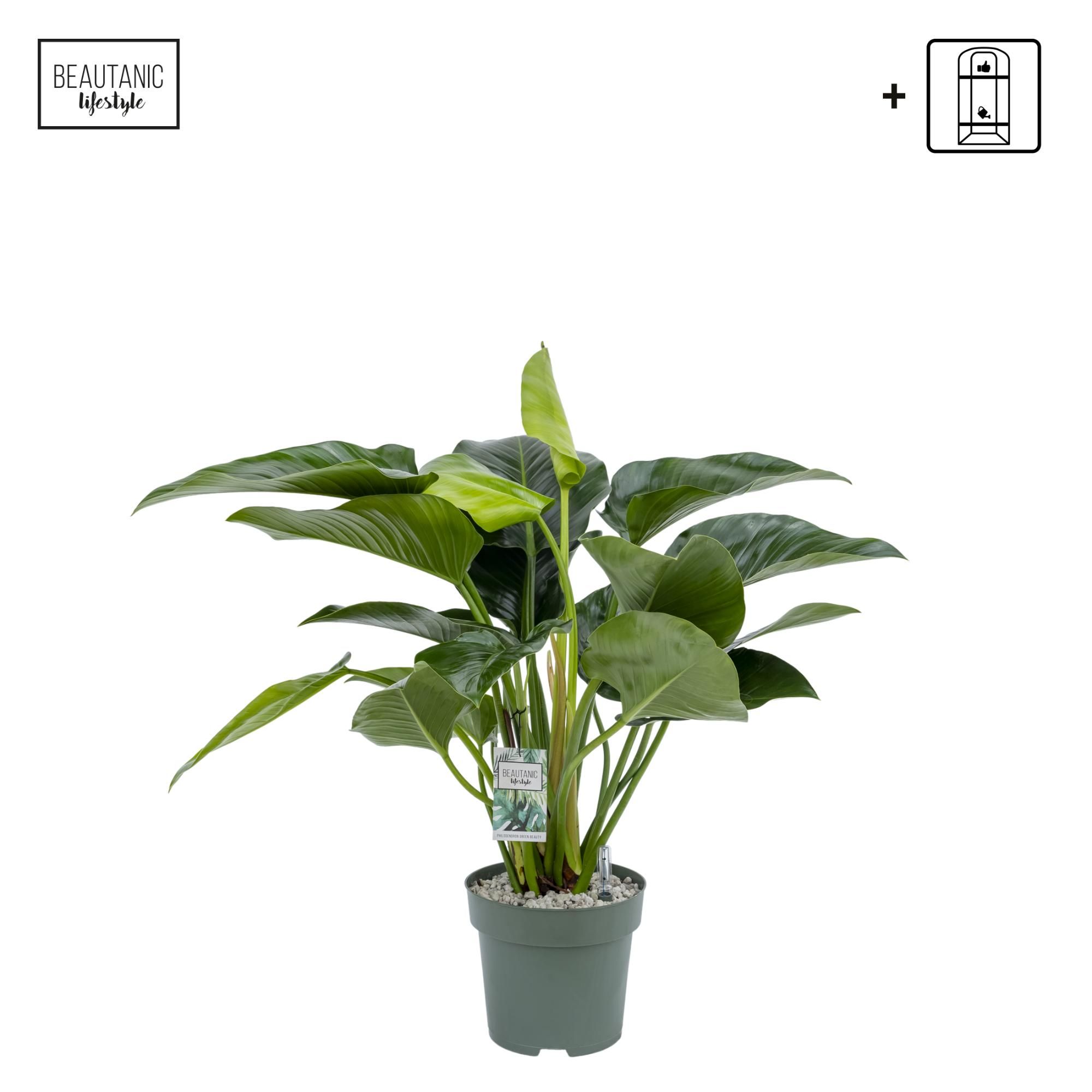 Philodendron Green Beauty, D 27