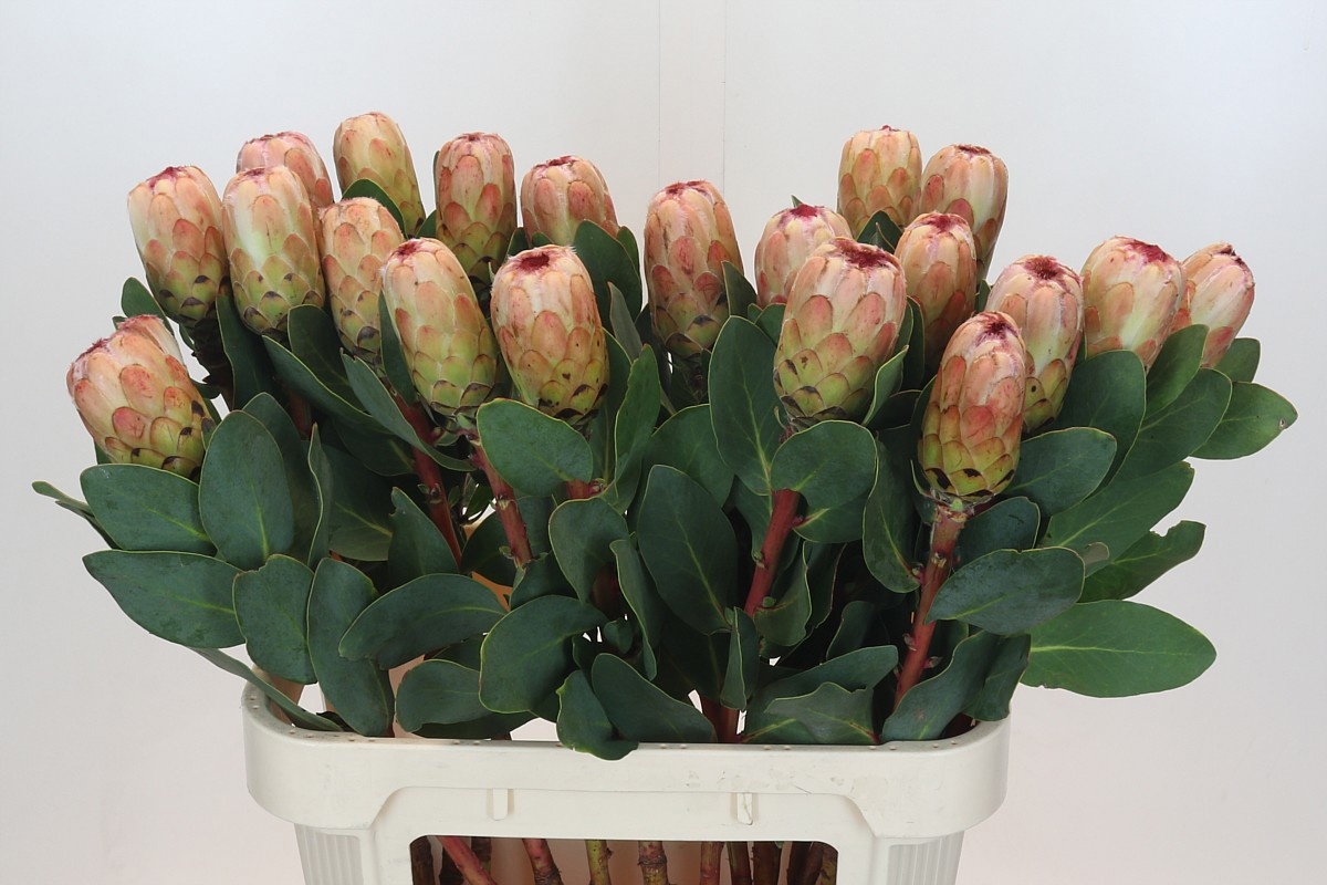 Протея Грандиколор 80, шт.