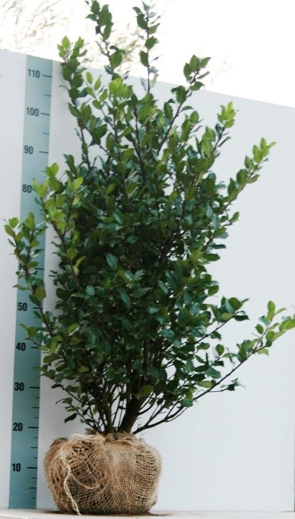 Ilex mes. 'Blue Prince', D 28