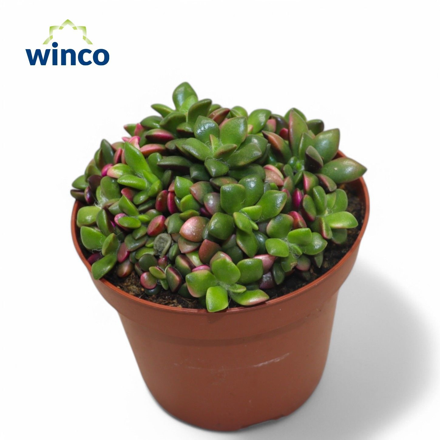 Anacampseros Sunrise, D 12