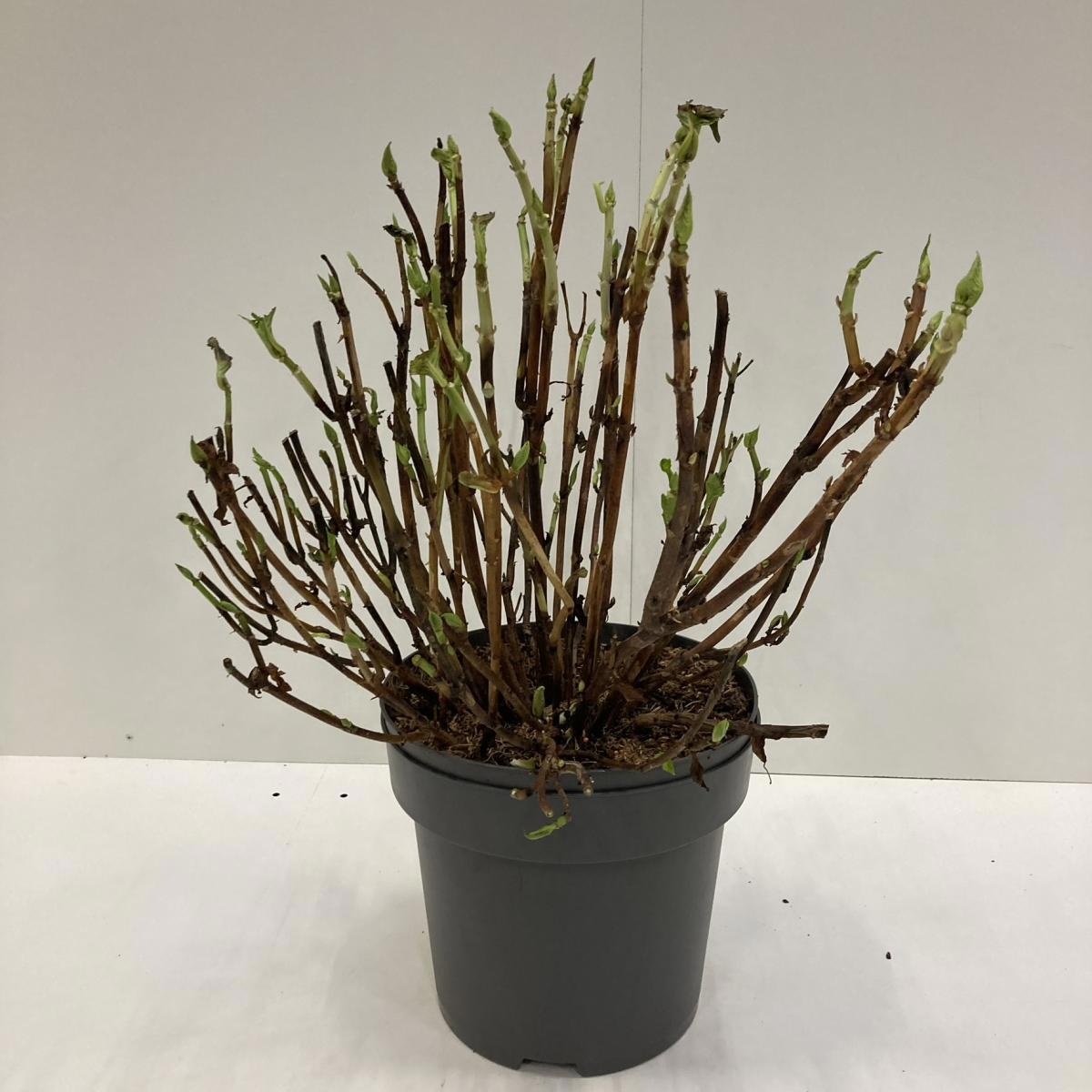 Hydrangea m. 'Leuchtfeuer', rood, D 32