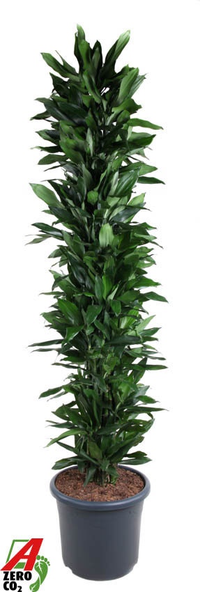 Dracaena Janet Lind vertakt P48, D 48 cm Dracaena Janet Lind vertakt P48, D 48 cm