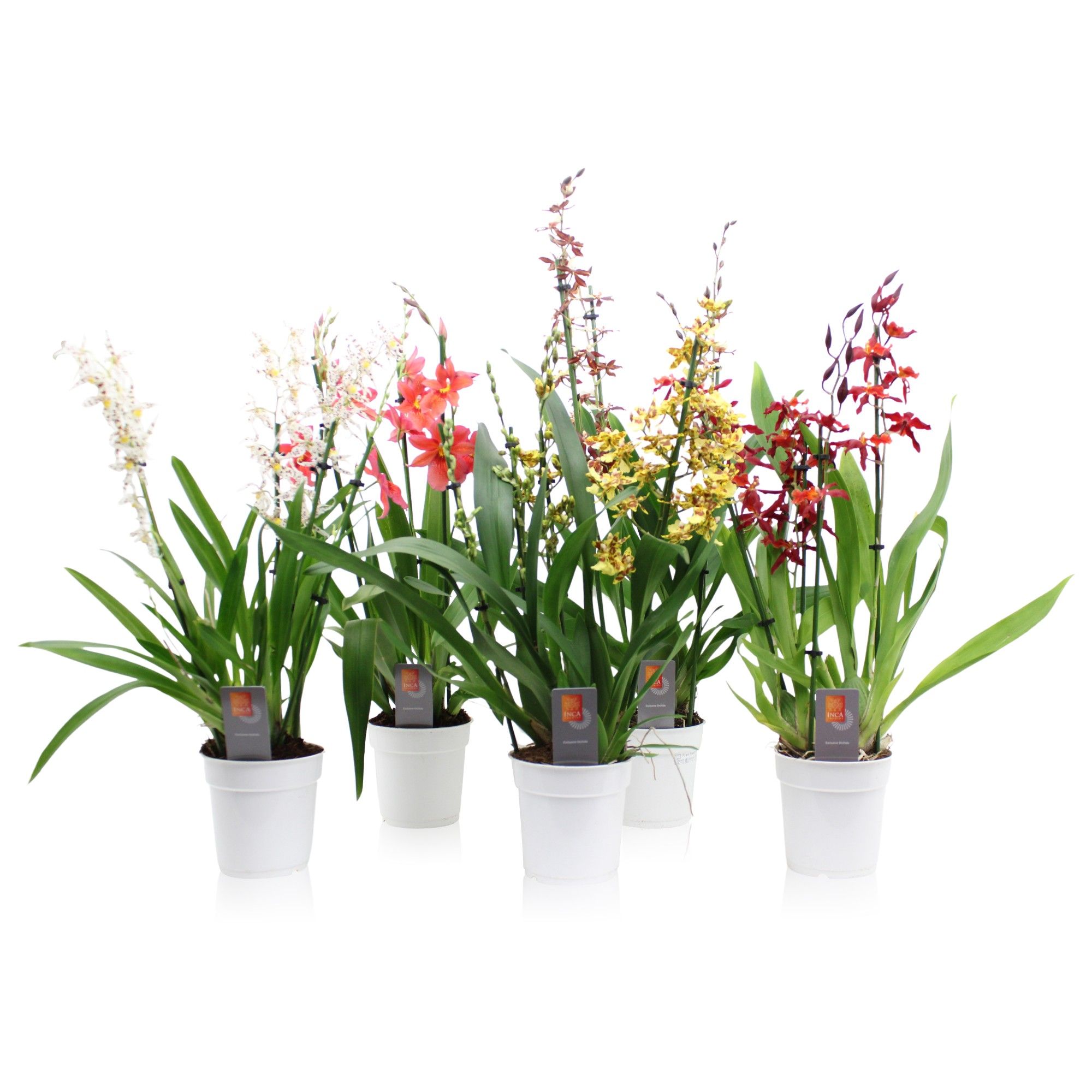 Inca Cambria Mix 4+ spike, D 12