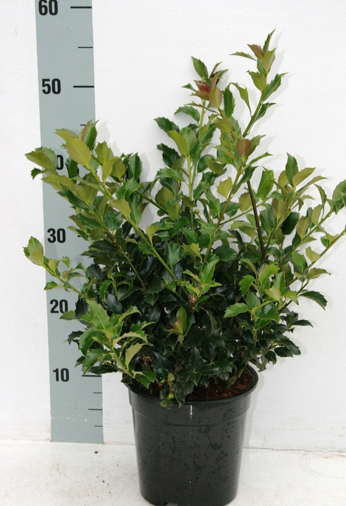 Ilex mes. 'Blue Maid', D 19 cm