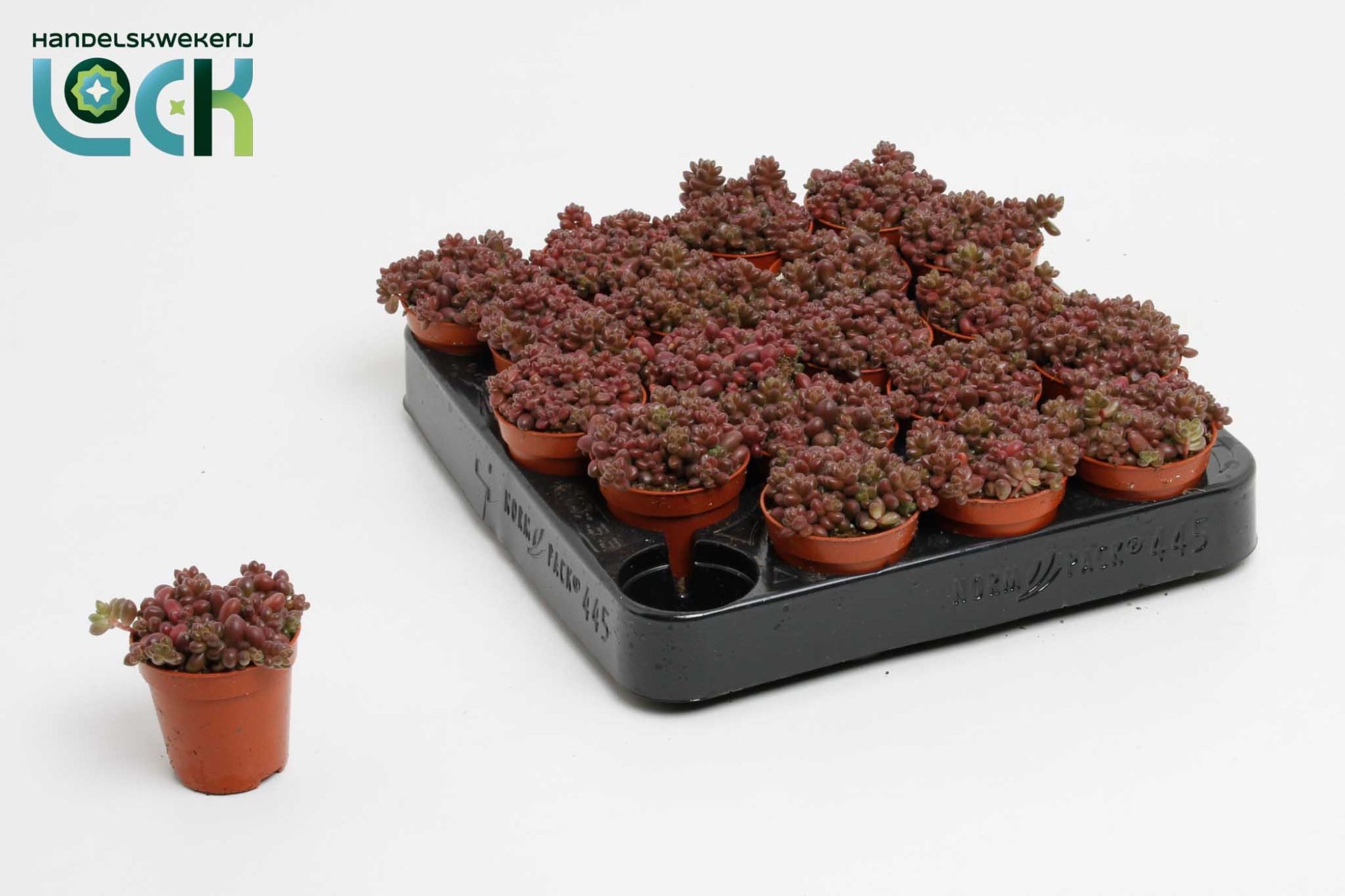 Sedum Sthalii, D 5,5 cm Sedum Sthalii, D 5,5 cm