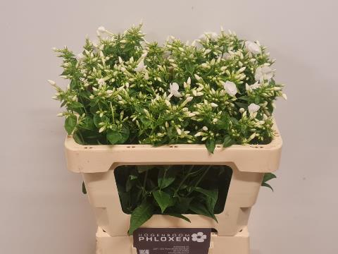 Флокс Даниель 50, шт.