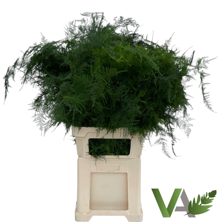 Аспарагус Сетацеус 85, шт.