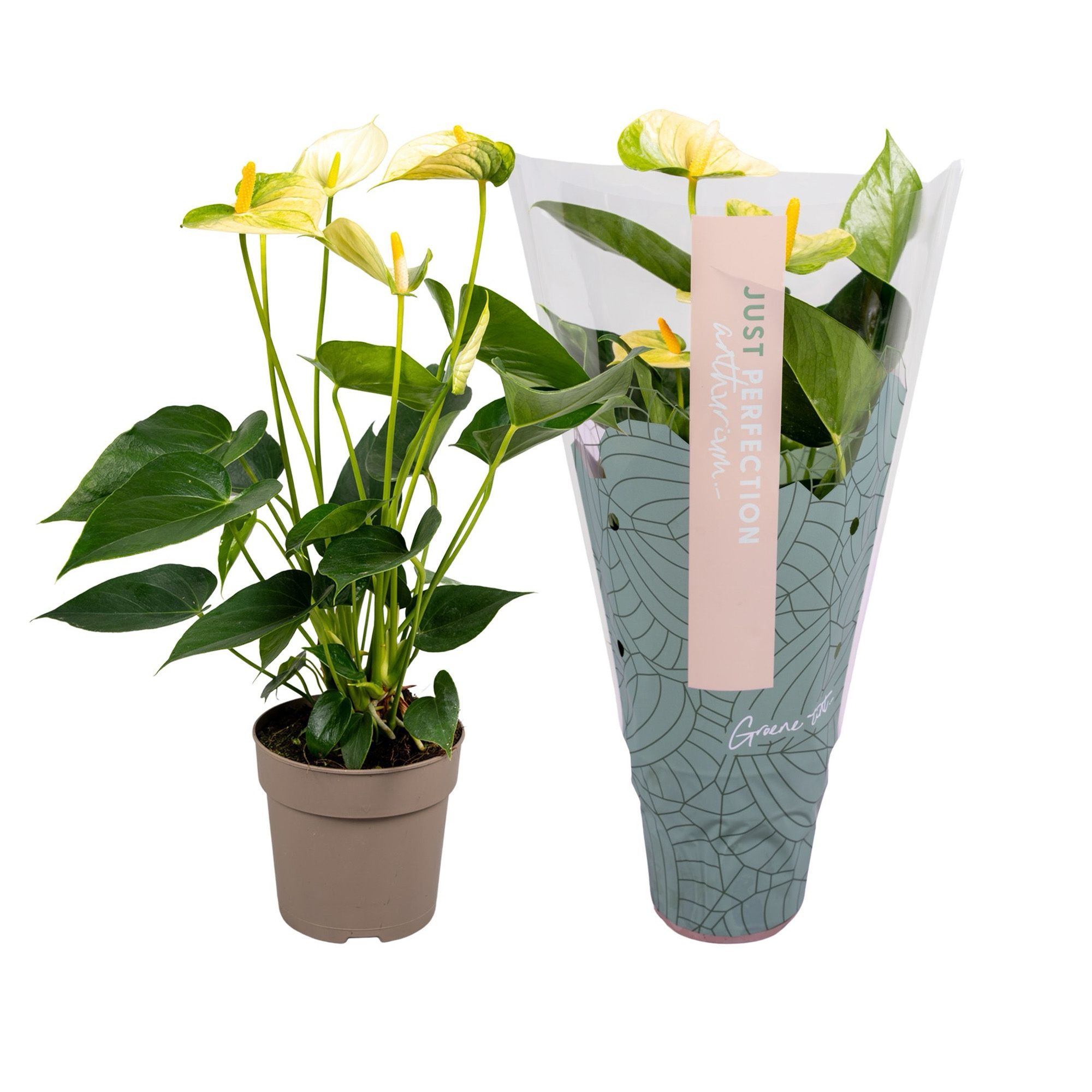 Anthurium Vanilla''Ju st perfection®''(XL-Flowers), D 12