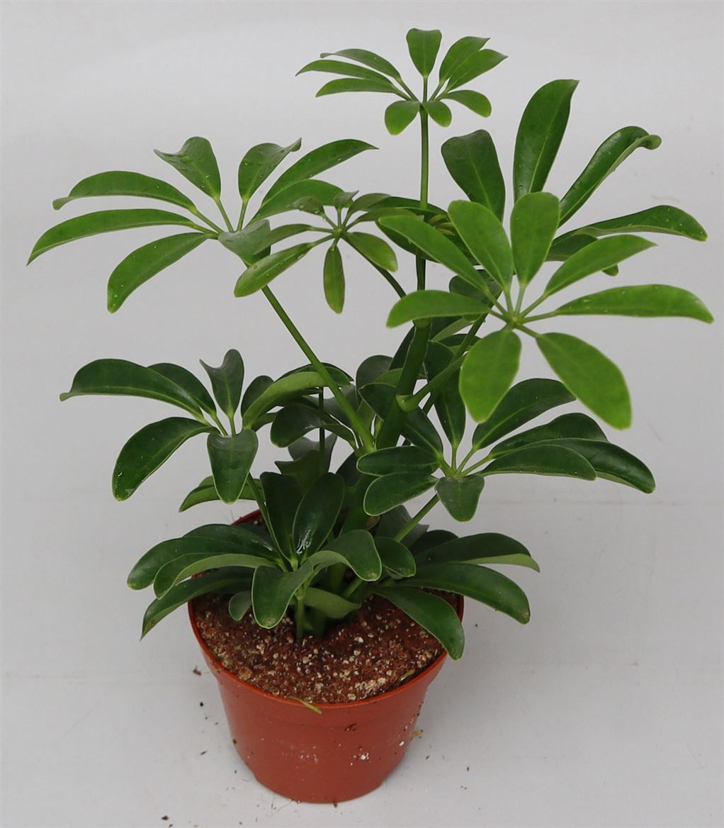 Schefflera ar. 'Luseana', D 9