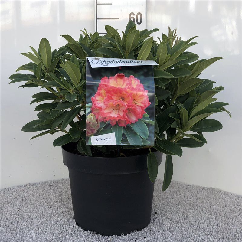 Rhodo. 'Sun Fire' orange/pink, D 29