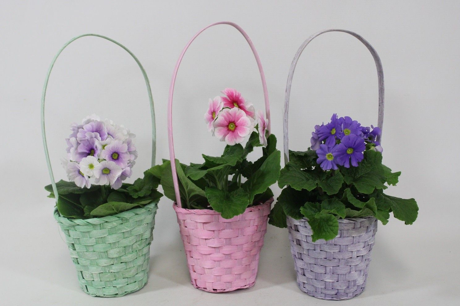 Primula obconica in gekleurde hengselmand. Voorjaar, D 12