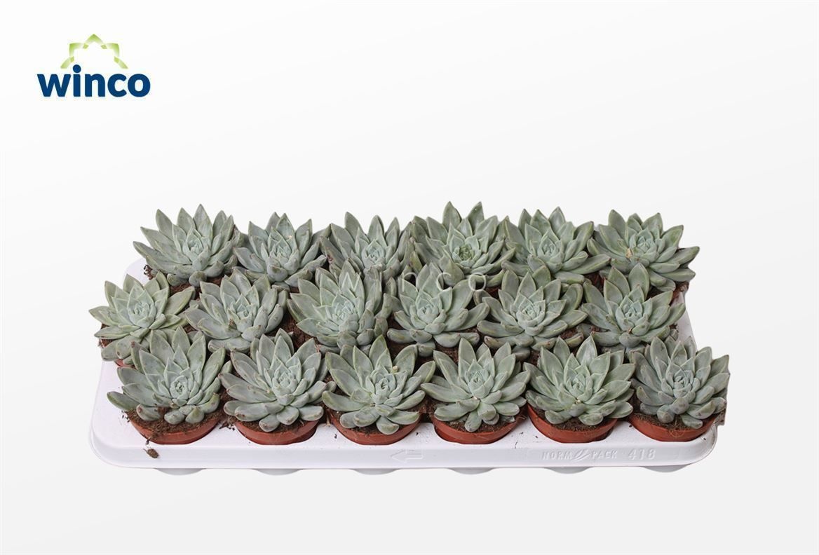 Echeveria Tolimanensis Hybride (grey), D 8,5