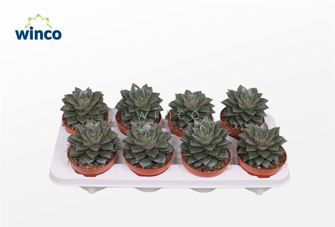 Echeveria Purpurea, D 12