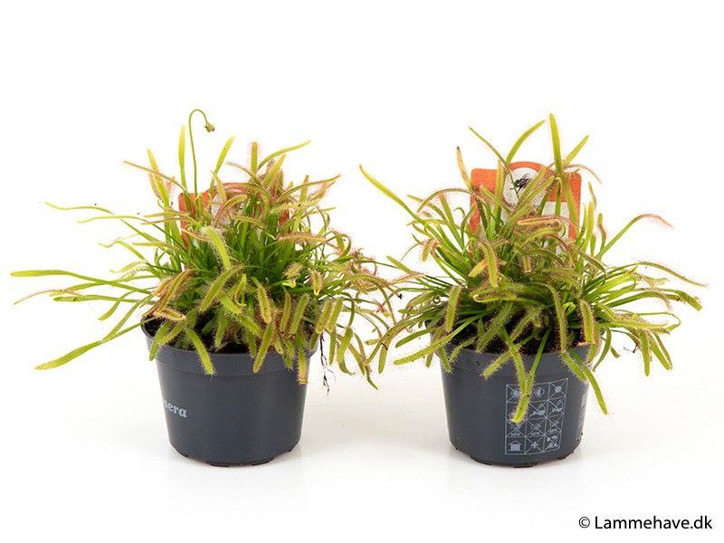 DROSERA CAPENSIS 125, D 9