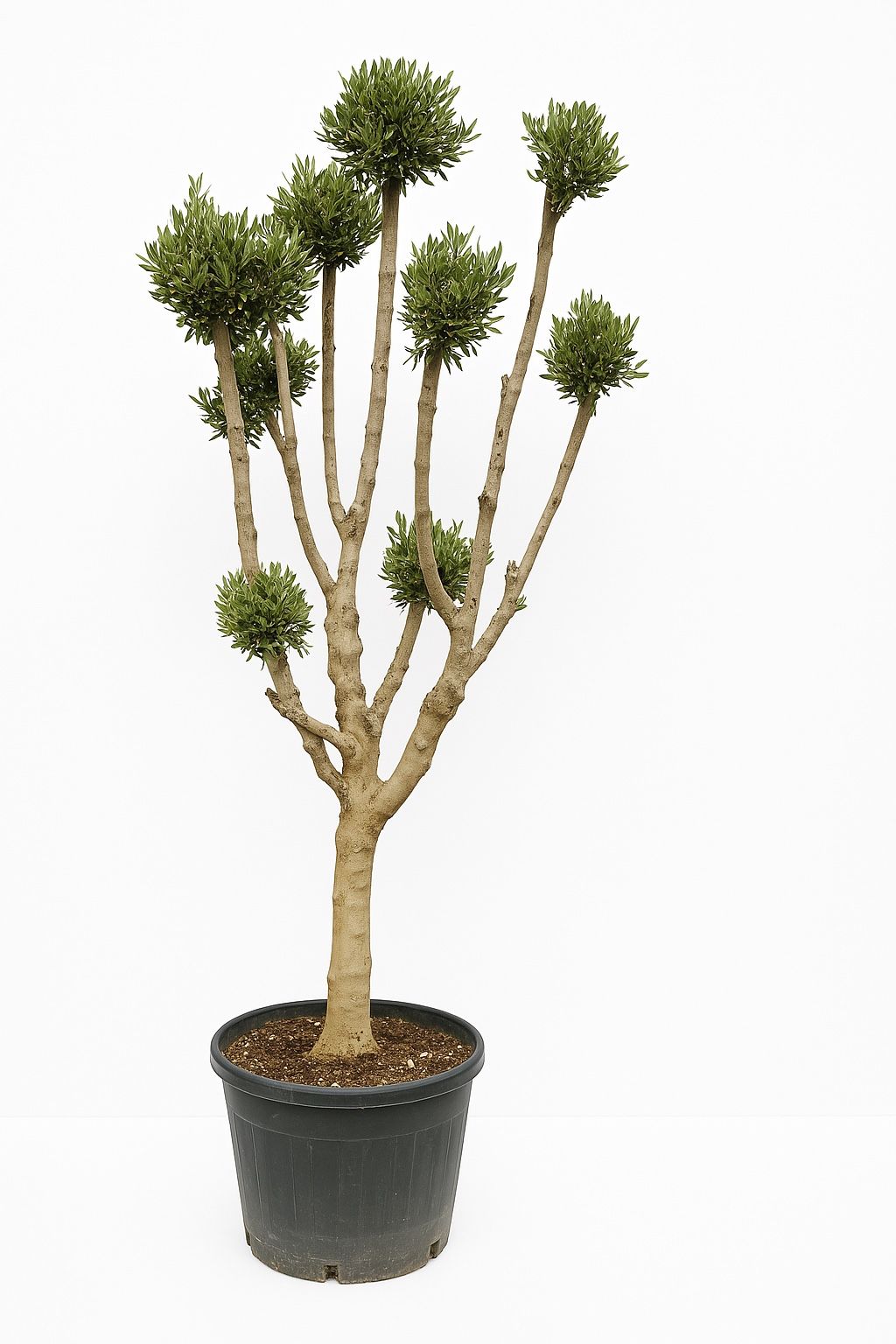 Olea Europaea Pon Pon - 250cm, D 60