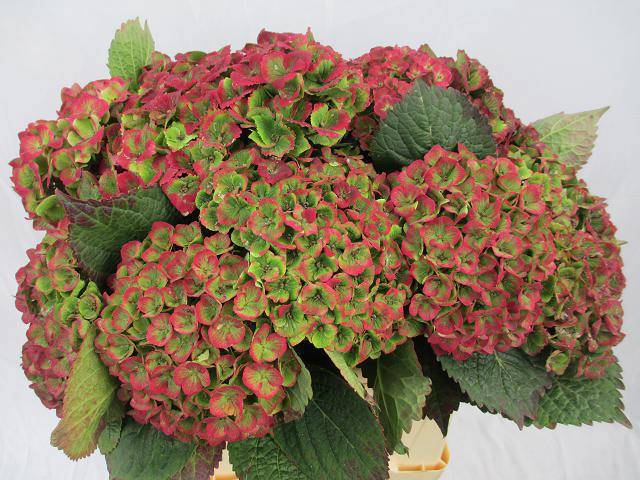 Гортензия Овериг Классик 40, шт.