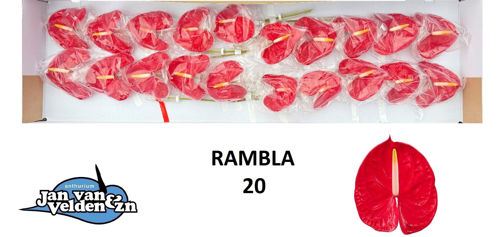 Антуриум Рамбла (красн.) x20, шт.