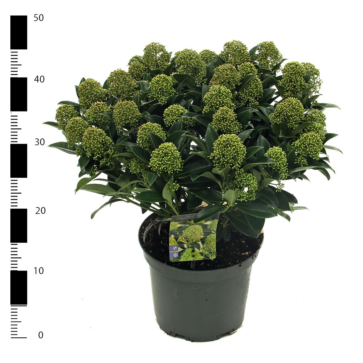 Skimmia jap. 'White Globe', D 23