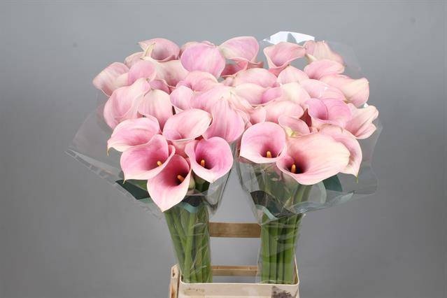 Калла Кэптен Розетт 80, шт.