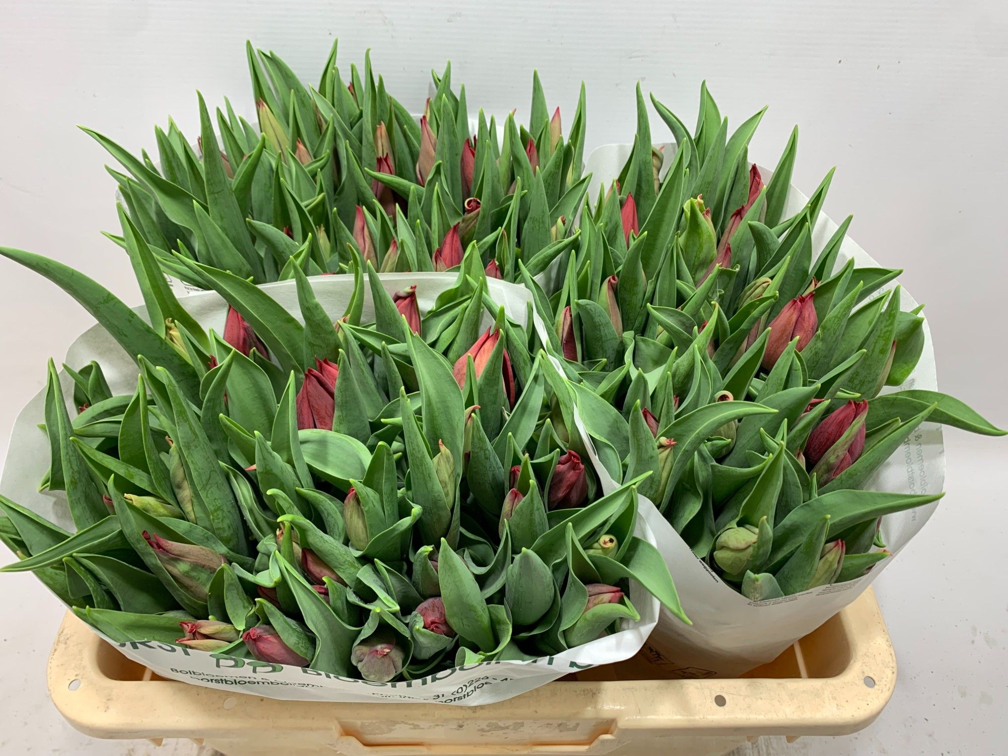 Тюльпан од. Стронг Лав, шт.