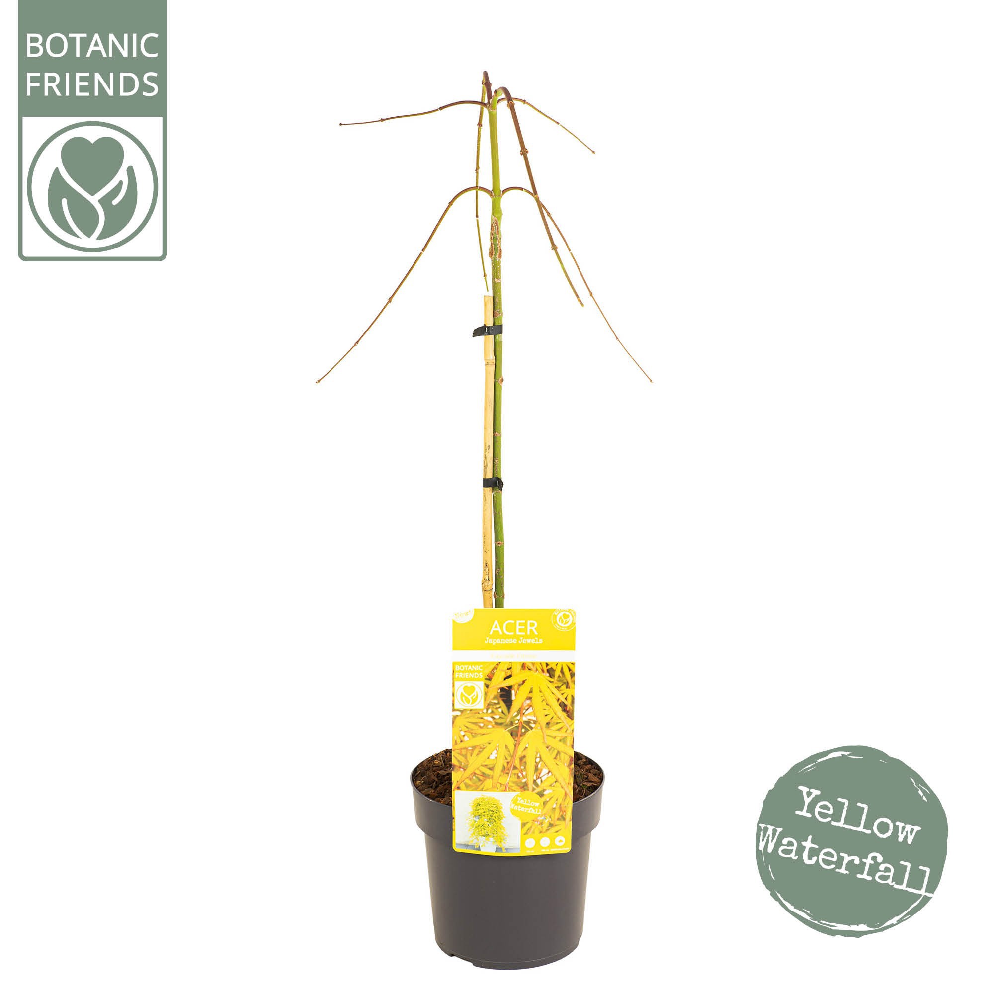 Acer palm. 'Cascade Citrine', D 19