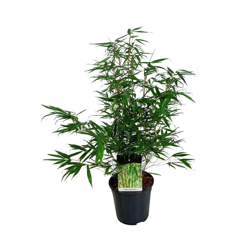 Fargesia robusta 'Tauro', D 24