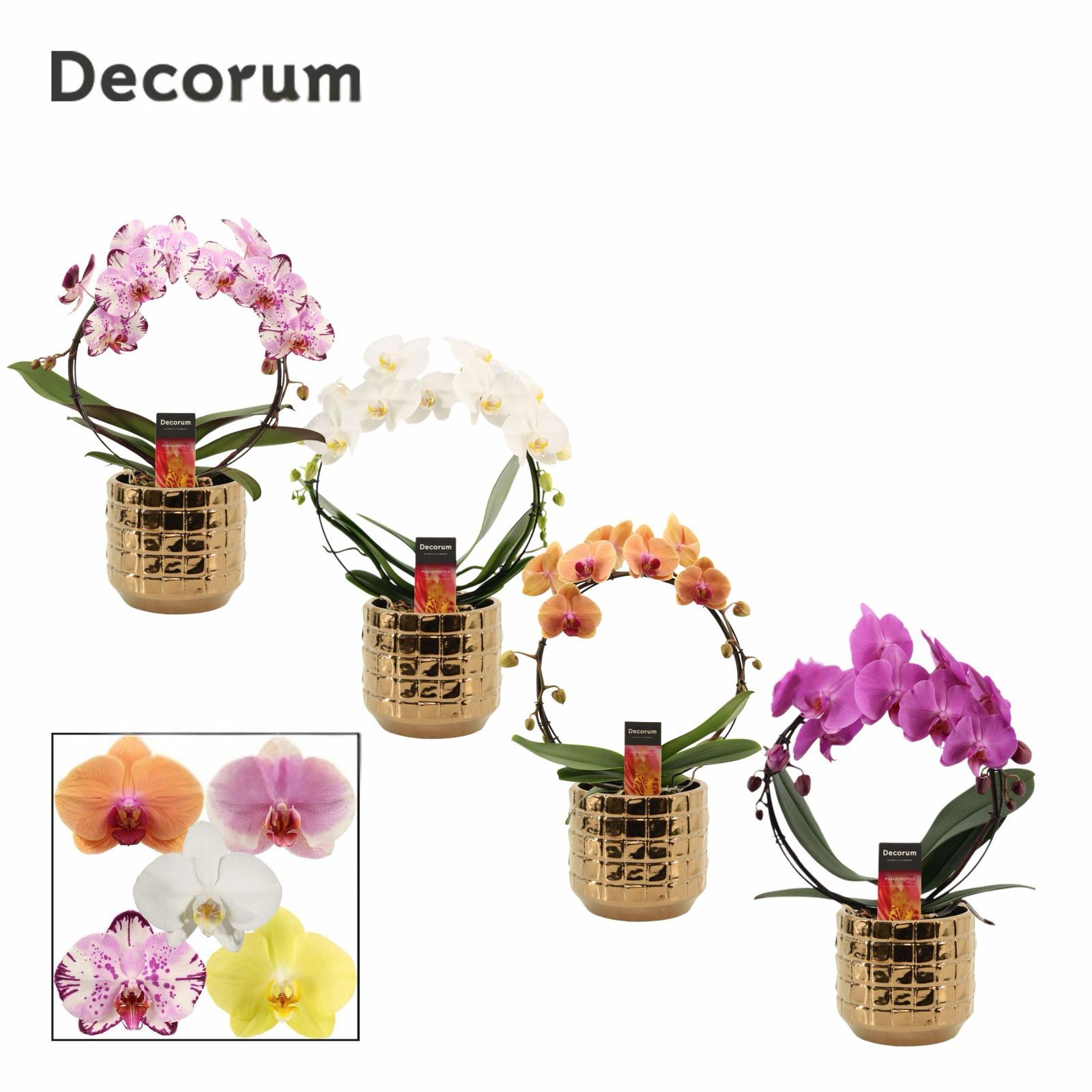Phalaenopsis boog mix in Janneke (Top blend-Collection), D 12 cm