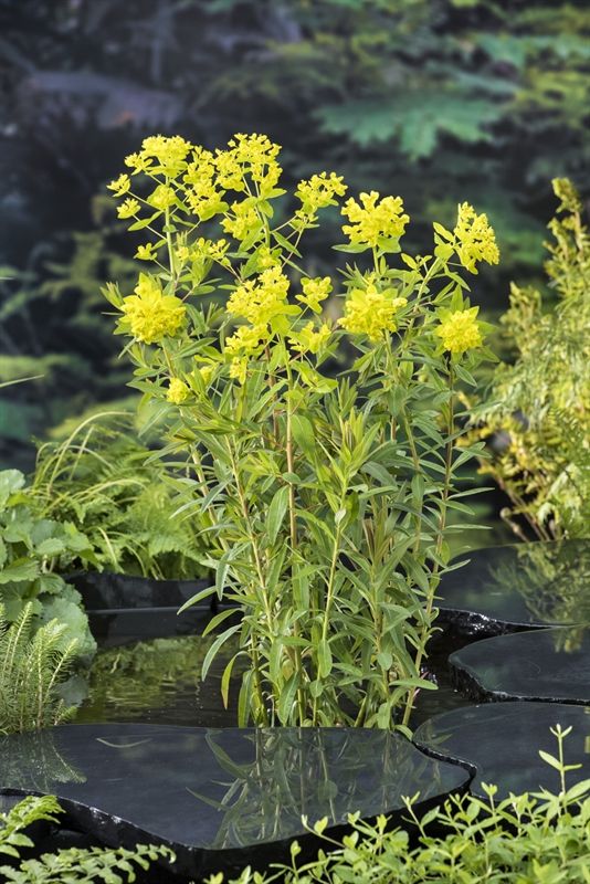 Euphorbia palustris (18x18), D 18