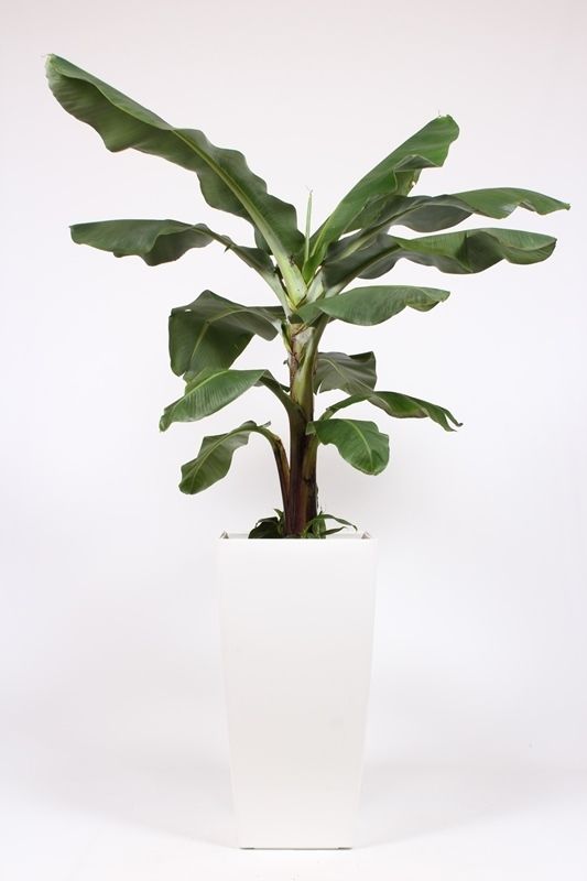 Musa in Piza pot "wit", D 40