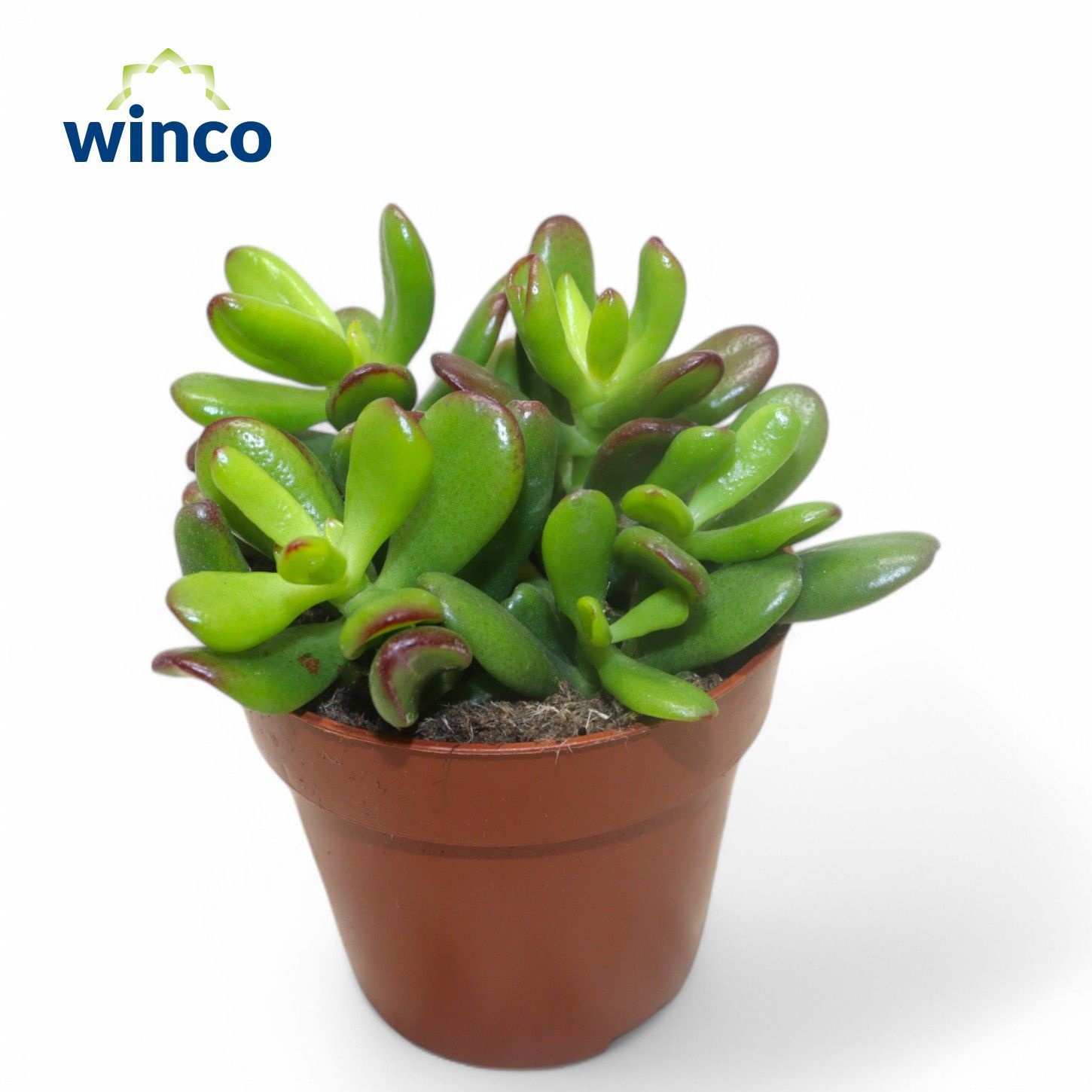 Crassula Convoluta, D 8,5 cm