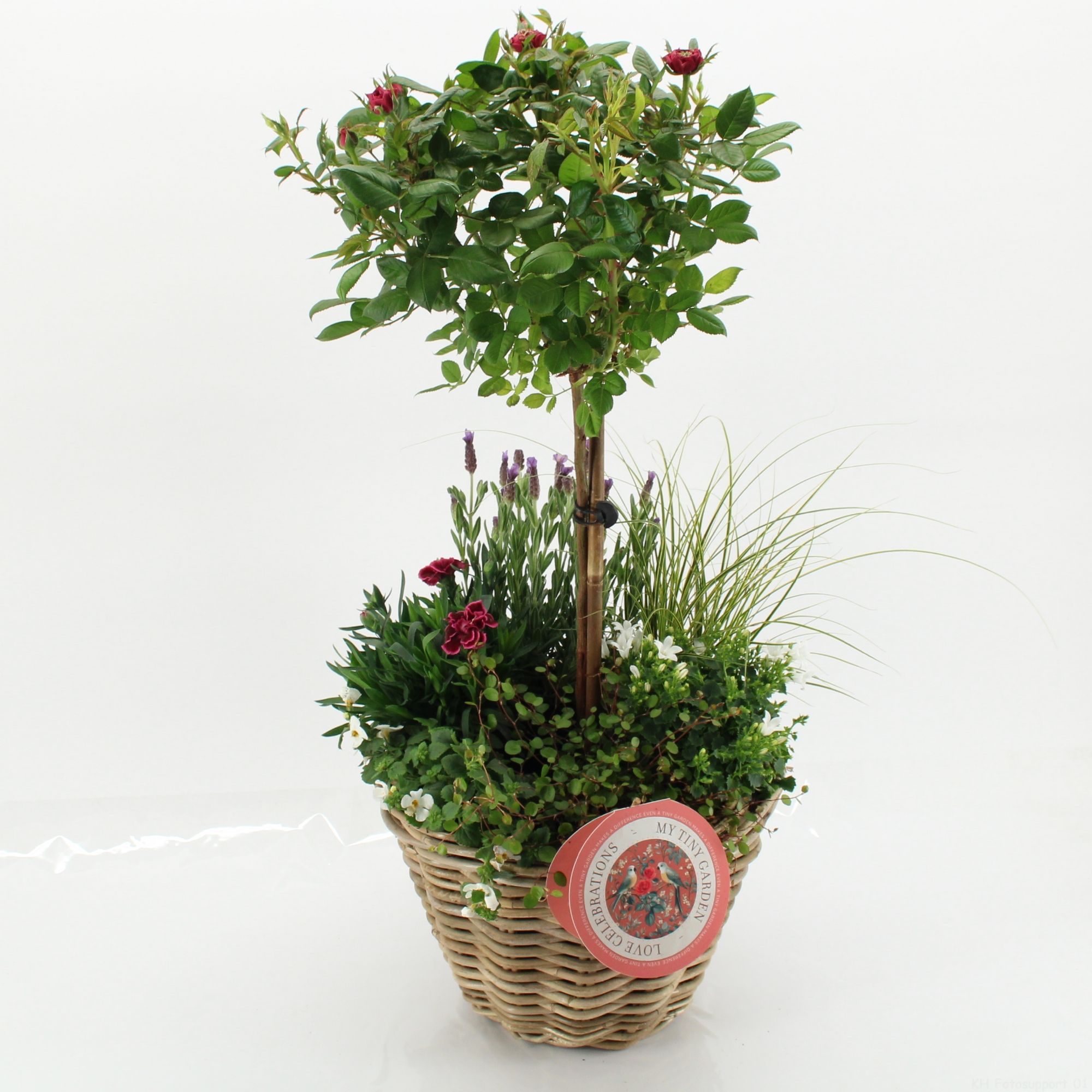 MTG-MD-04 My Tiny Garden Mother's day, D 29