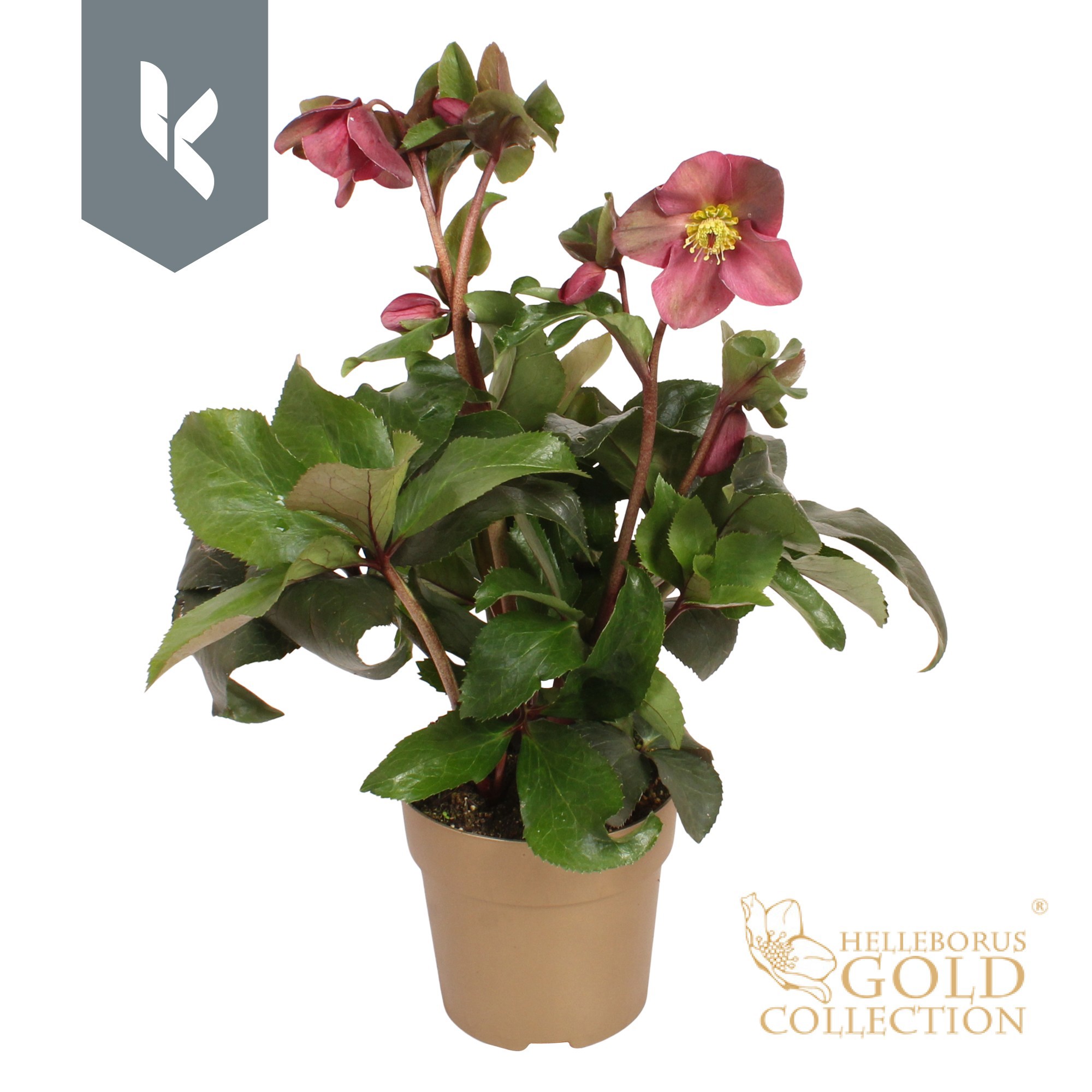 HGC Helleborus Ice N Roses Red in goud, D 15 cm