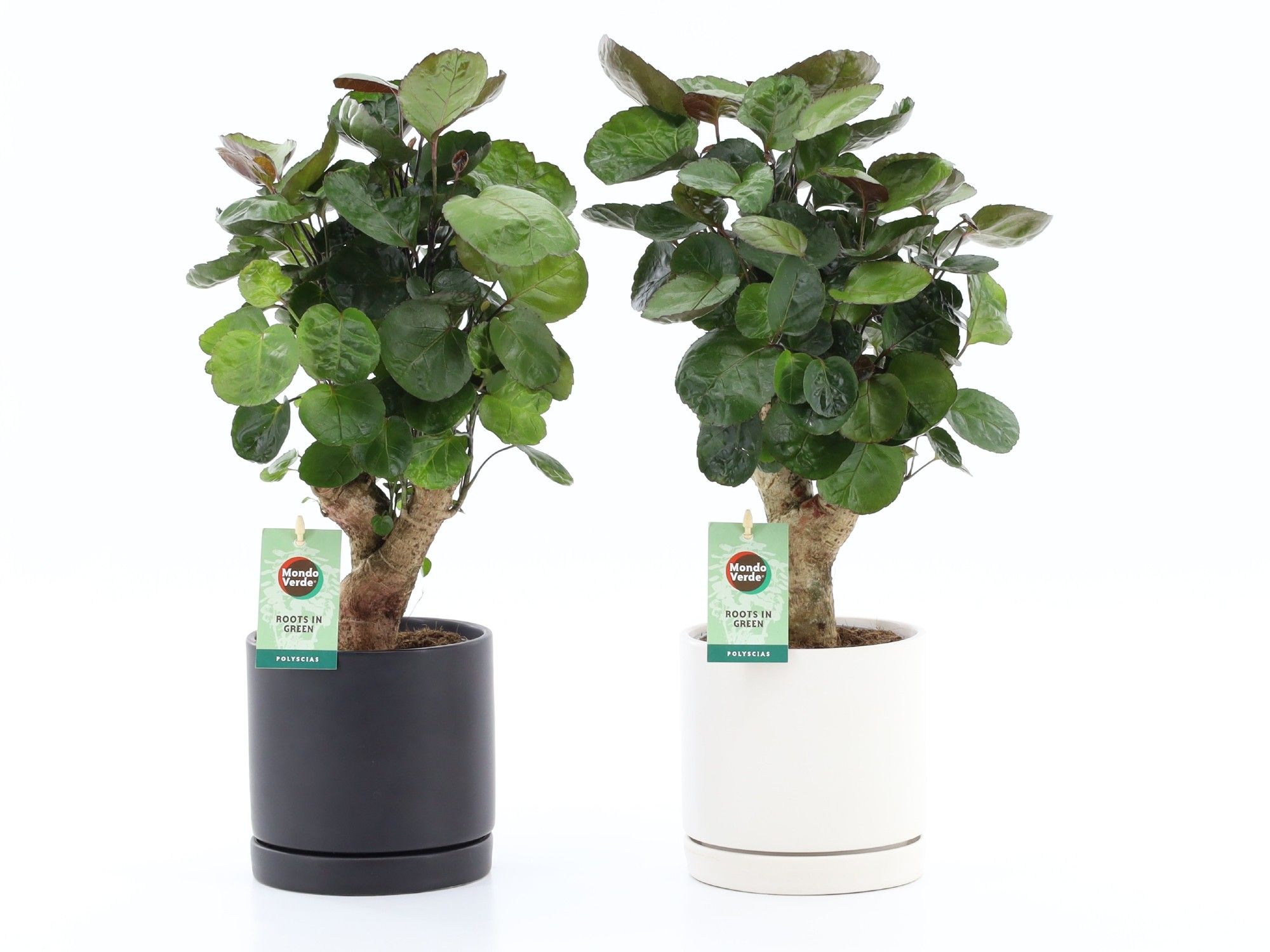 Polyscias Fabian in Hainan keramiek, D 13