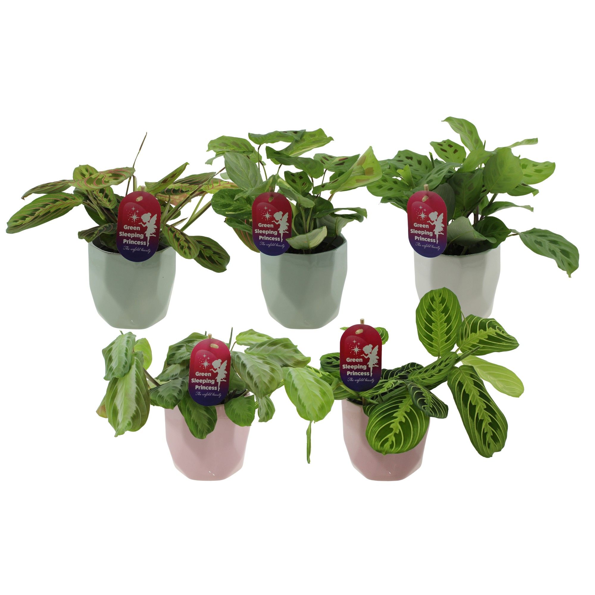 Maranta leuconeura'Fascinator'mix in keramiek vlakke pot, D 12