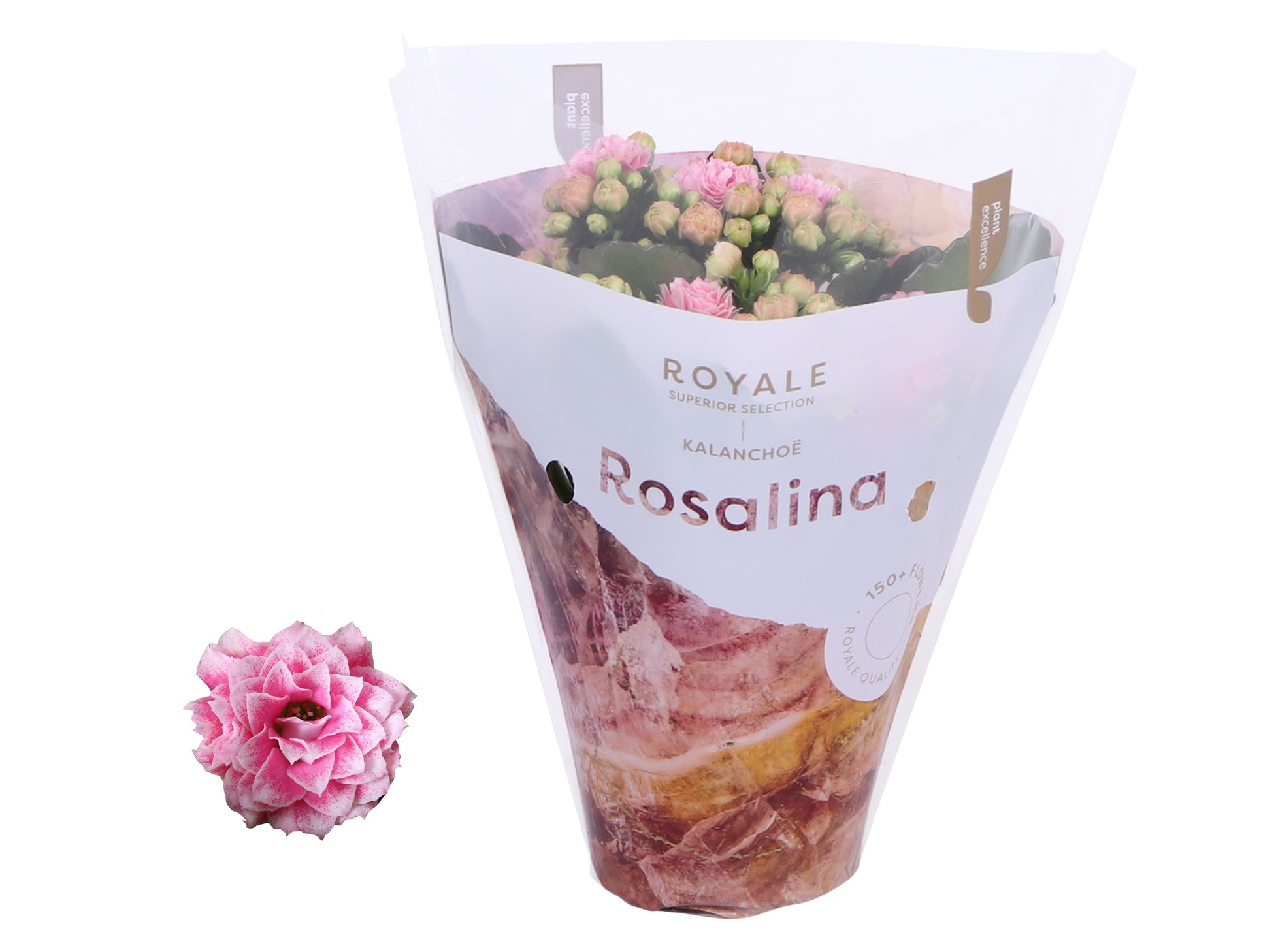 Kalanchoe Rosalina 07cm Royale Alano roze/wit, D 7