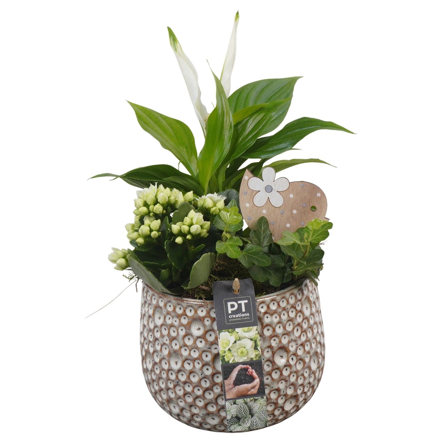 PTIB6427 Arrangement Indoor in keramiek pot, D 14 cm PTIB6427 Arrangement Indoor in keramiek pot, D 14 cm