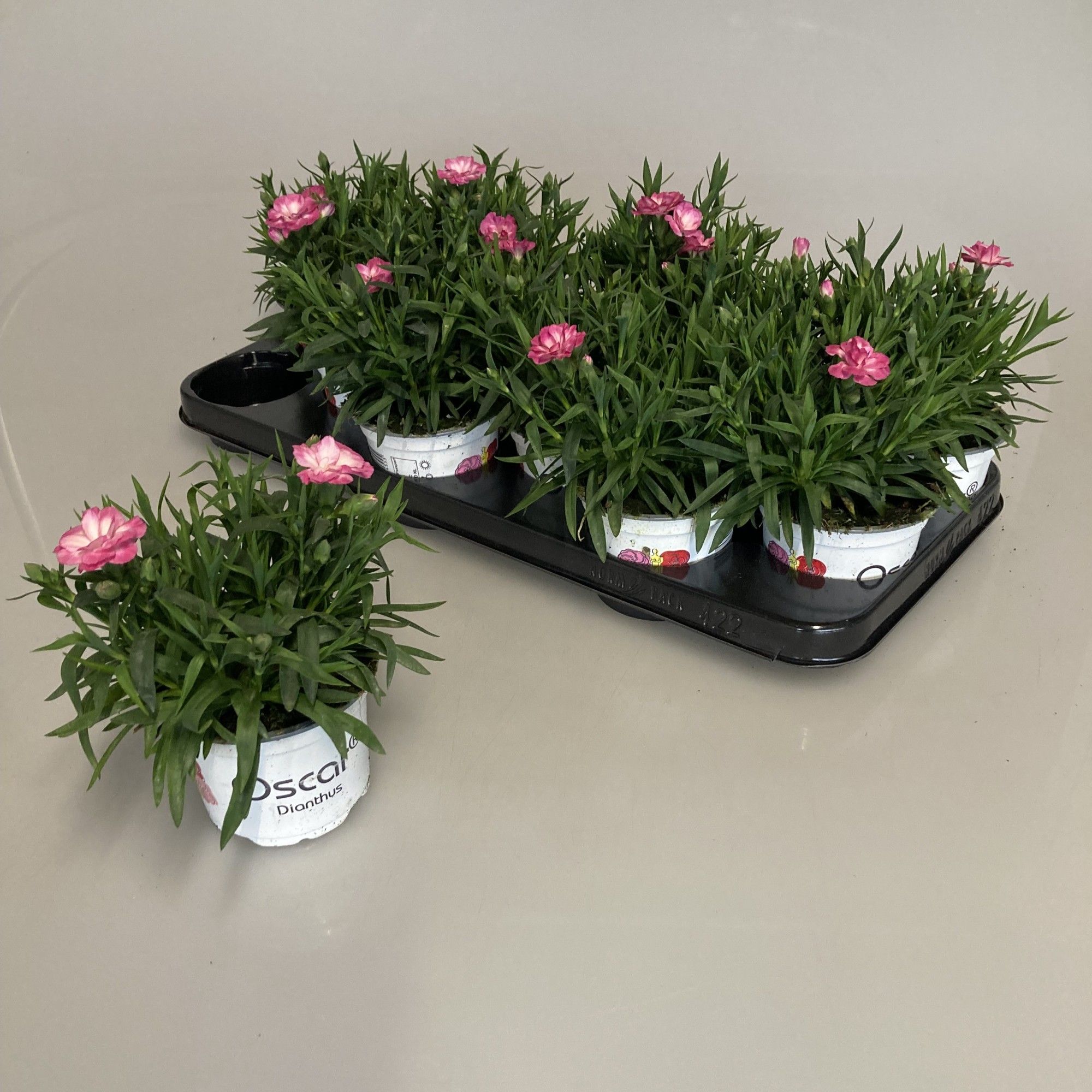 Dianthus Neon Pink Star, D 10,5