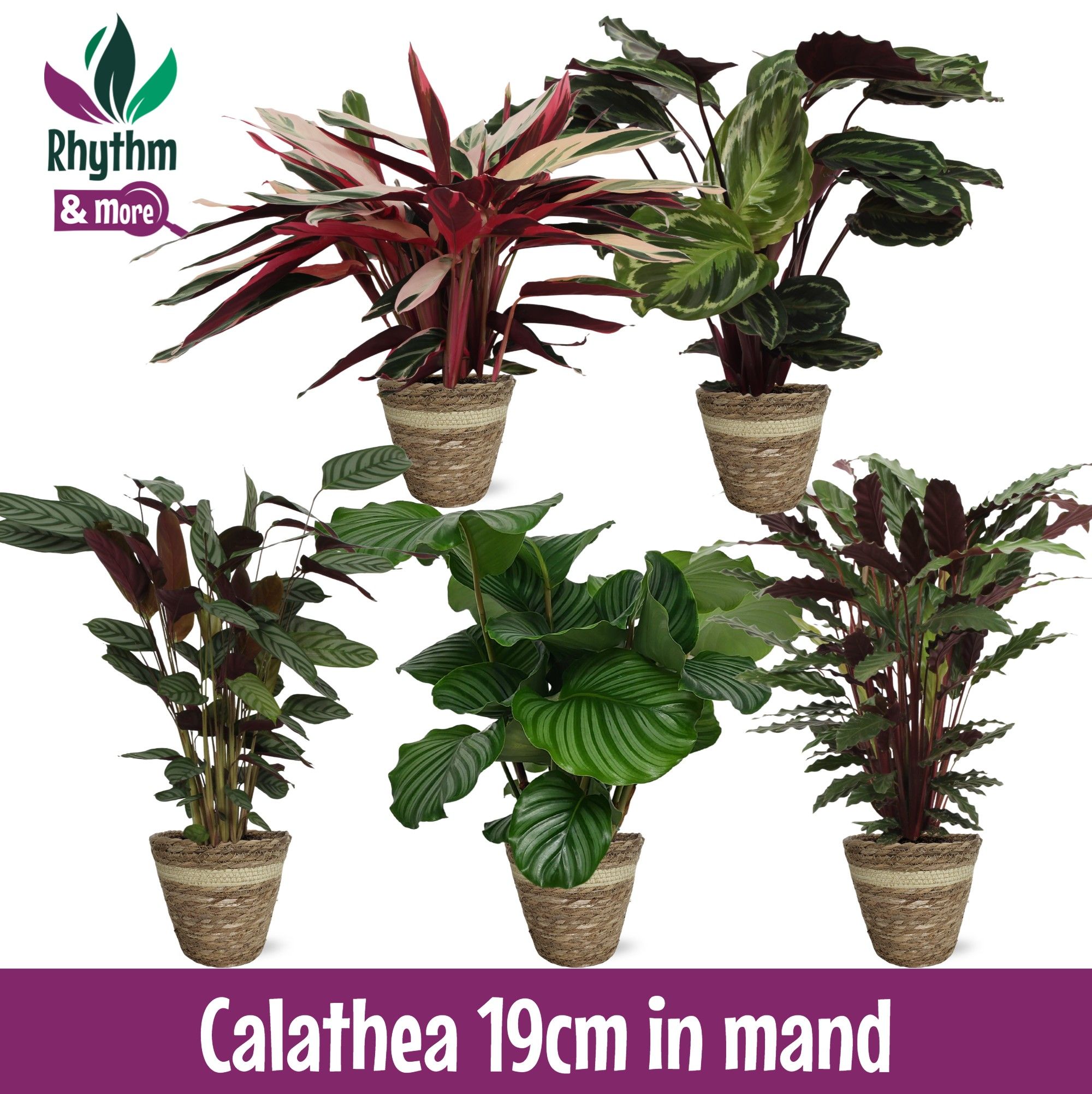 Calathea gemengd 19cm in Mand - Rhythm & More, D 19