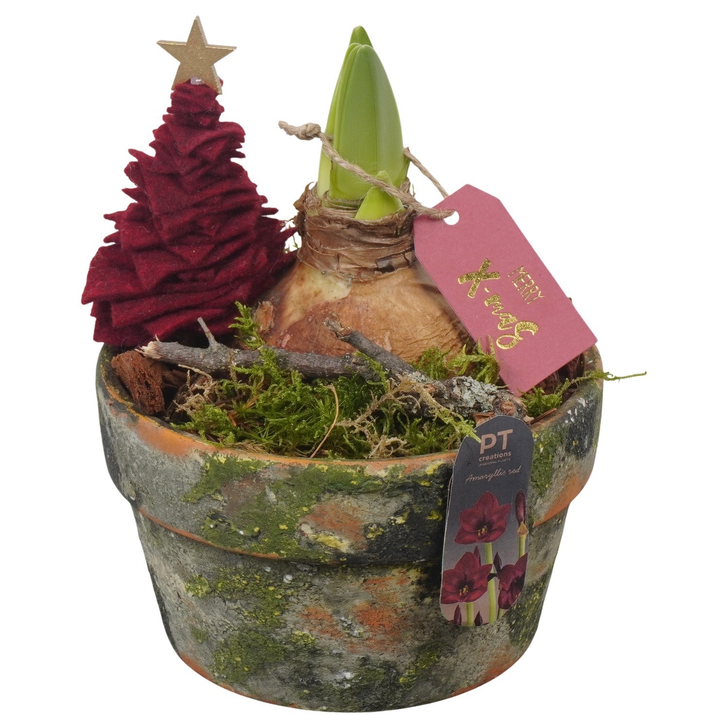 PTACH2530 Arrangement Amaryllis Christmas in terracotta schaal, D 15