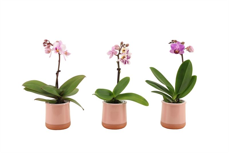 Valencia p06 pink Phal Tiny Dolls mix 1T07+ Aqu@, D 6